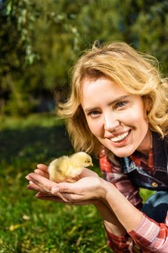 stock photo portrait woman holding adorable yellow baby chick outdoors bobe csibe